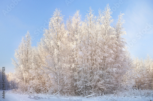texture dense birch forest in winter