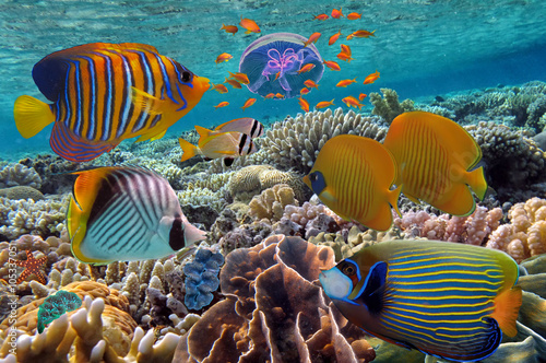 Coral Reef and Tropical Fish iin the Red Sea, Egypt