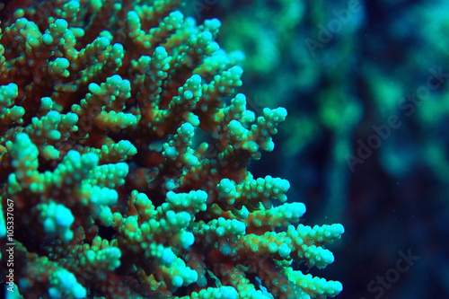 coral reef underwater photo