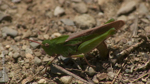 Northern Green-striped Grasshopper (Chortophaga viridifasciata viridifasciata) - Female Ovipositing 1 photo