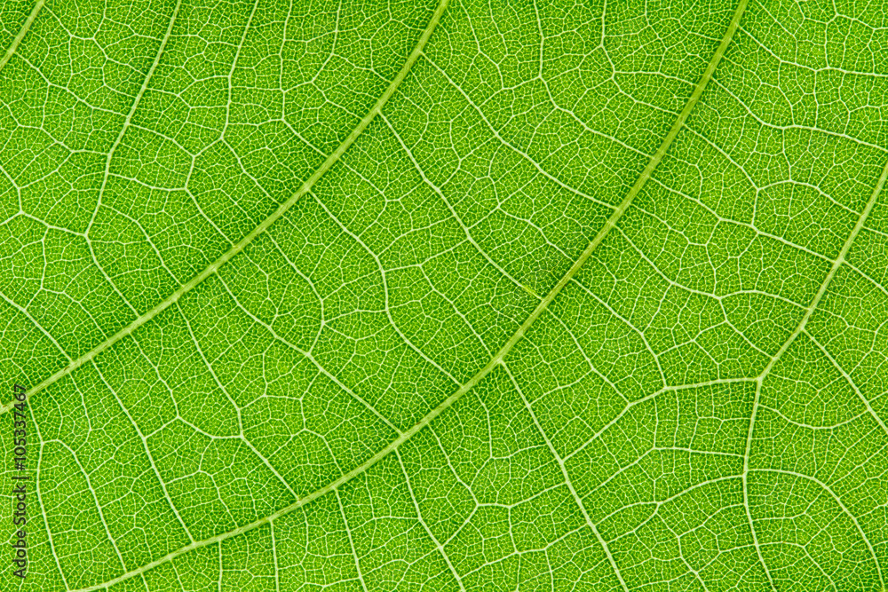 Green leaf texture for pattern and background Green leaf texture for pattern and background