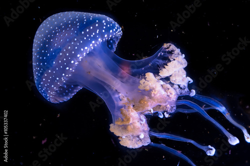 Photography Phyllorhorhiza punctata white spotted jellyfish