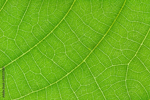 Green leaf texture for pattern and background