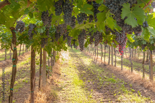 Rows of grapes in a vineyard