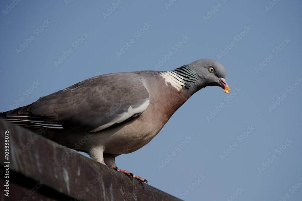 Obraz premium Common Wood Pigeon, Wood Pigeon, Columba palumbus
