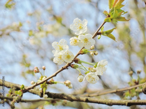 A close-up image of colourful white Spring blossom.