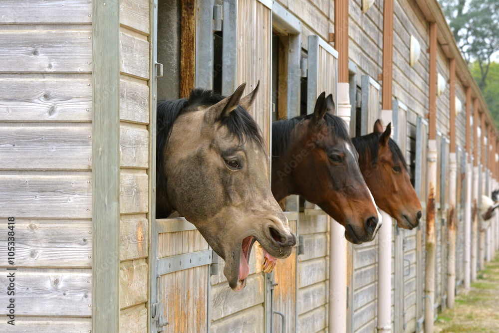 Fototapeta premium Cheval bizarre, vieux cheval qui rit