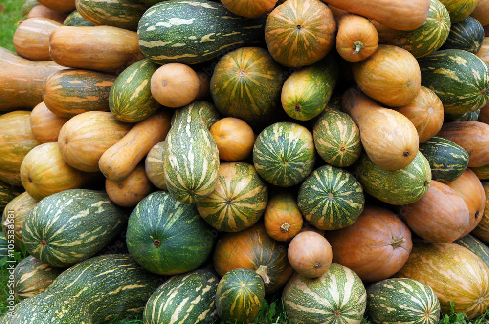 Pumpkins lying on a grass Pumpkins lying on a grass