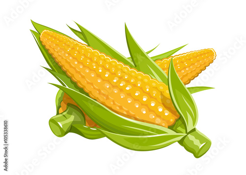 Corn vector illustration eps10 isolated white background