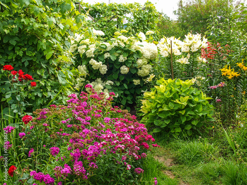 beautiful blooming flowers in the garden in summer. Hydrangea, Turkish carnation, lily, rose in the garden