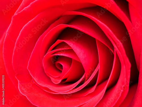Close up red rose 8