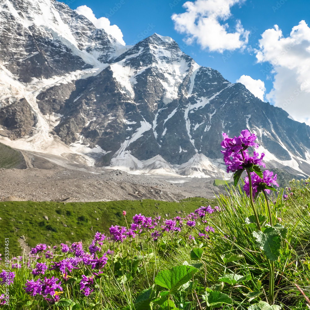 Obraz premium Red meadow flowers on a background of snowy mountains