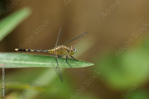 Yellow dragonfly holds on green leaf © eNJoy Istyle