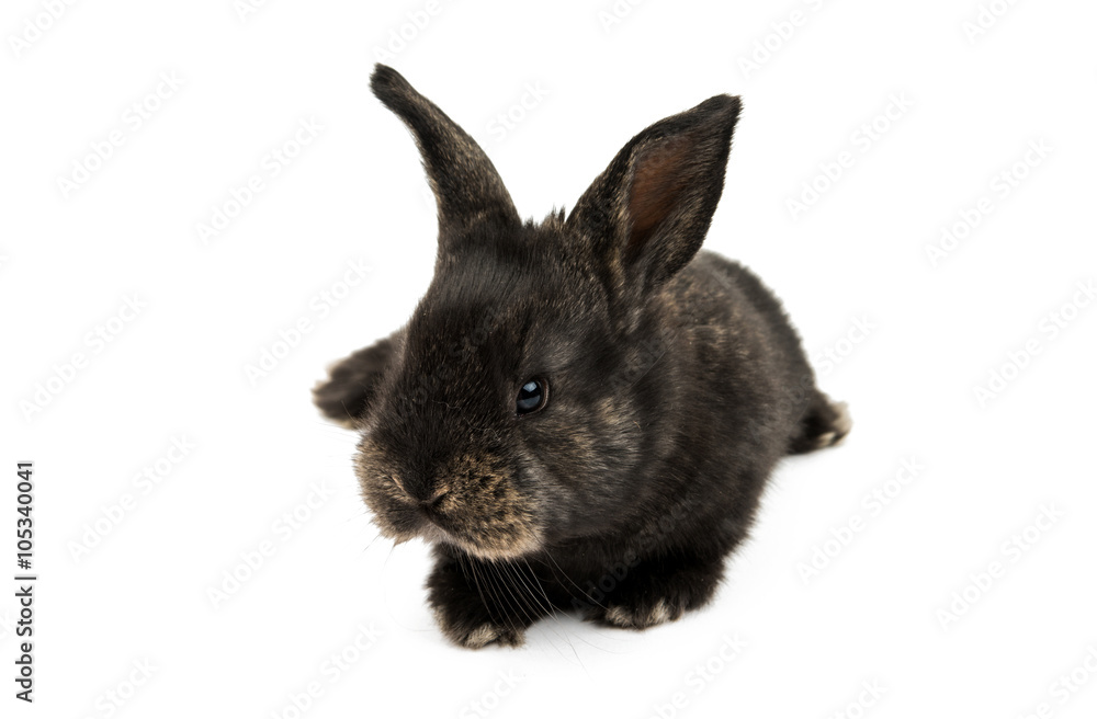 little rabbits little rabbits