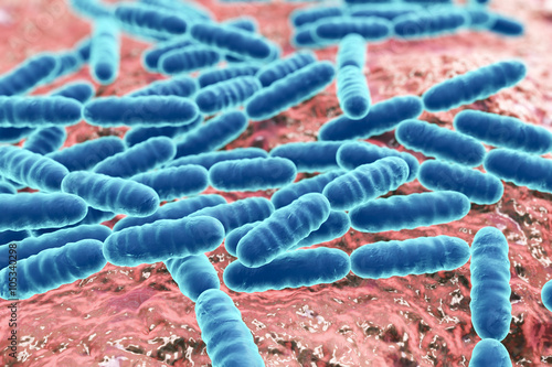Bacteria Lactobacillus, gram-positive rod-shaped lactic acid bacteria which are part of normal flora of human intestine are used as probiotics and in yoghurt production, close-up view photo