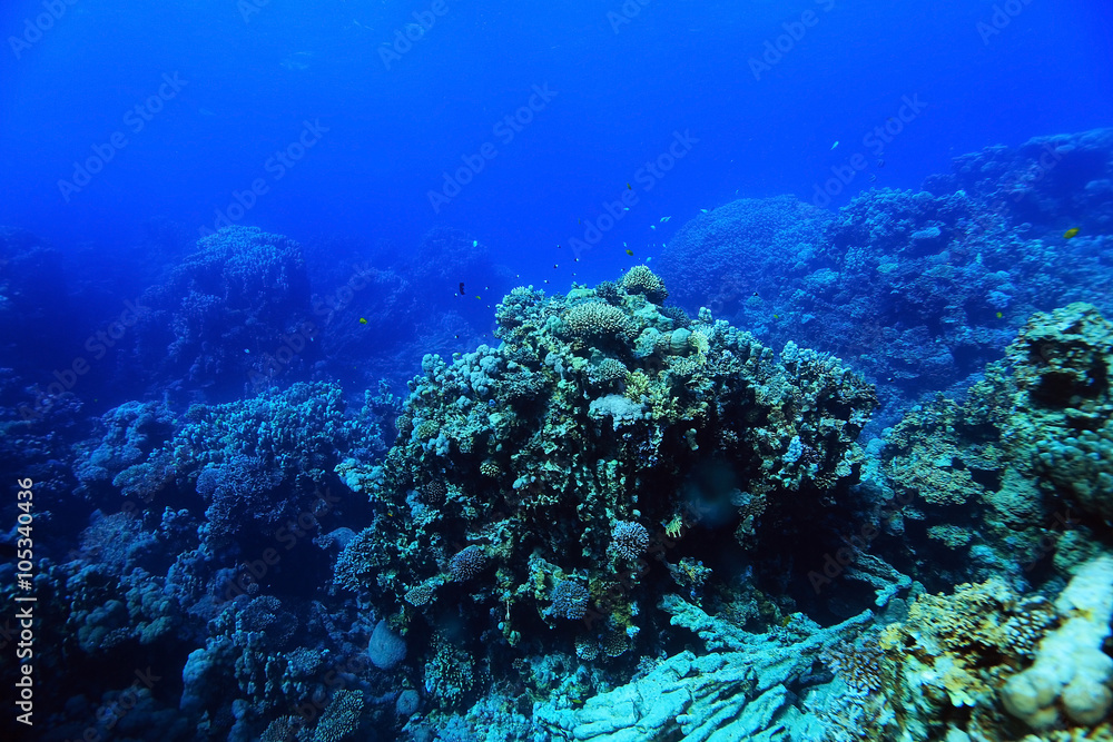 Fototapeta premium tropical sea underwater landscape