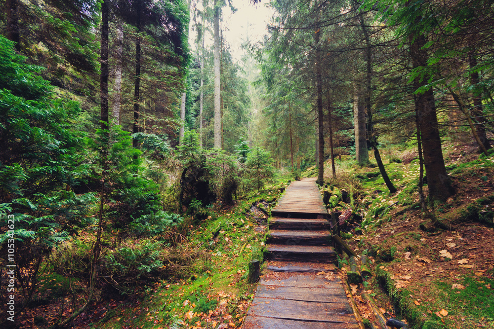 Obraz premium hiking path through forest landscape
