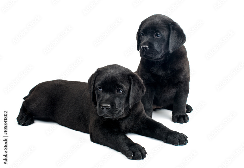 Labrador puppies are black