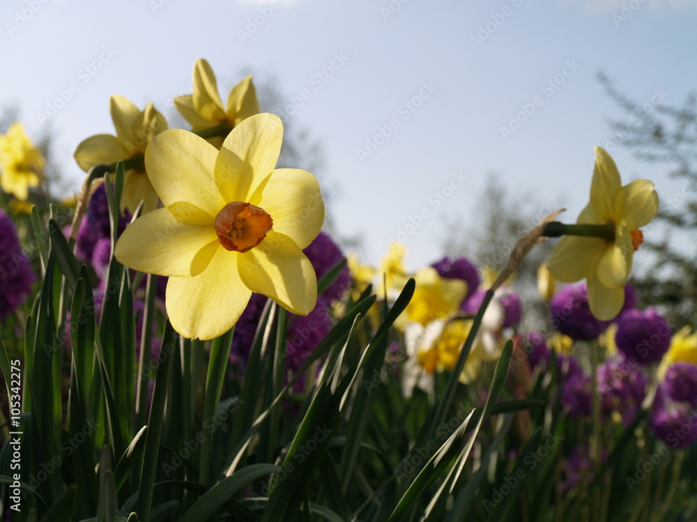 Obraz premium Flower bed with daffodils
