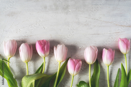 Fototapeta Naklejka Na Ścianę i Meble -  Pink tulips on a white background