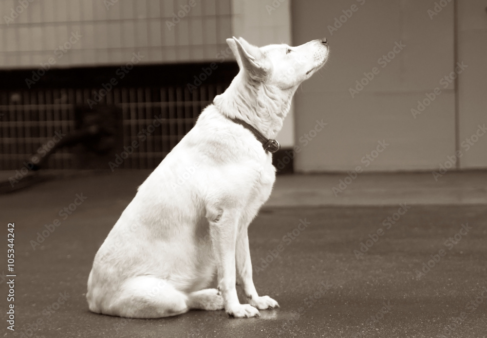 The sad lonely white dog