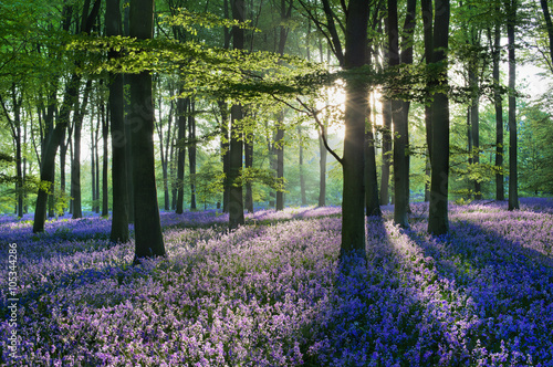 Sunlight streaming through Beech trees onto Bluebells in woodland, Micheldever Wood, Hampshire, England, UK