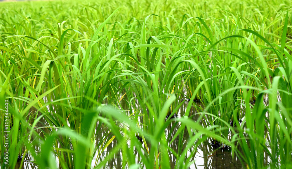 Fototapeta premium rice in cornfield