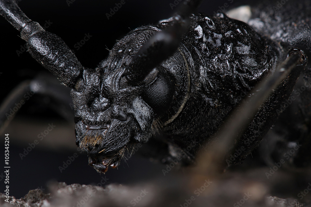 Great capricorn beetle (Cerambyx cerdo) Great capricorn beetle (Cerambyx cerdo)