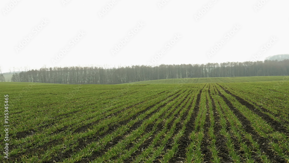 New shoots of a winter wheat on a spring field. New shoots of a winter wheat on a spring field.