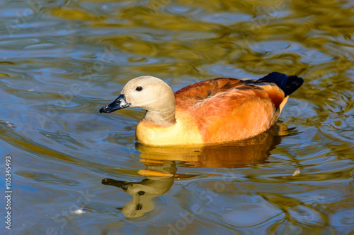 South African shelduck (Tadorna cana) photo