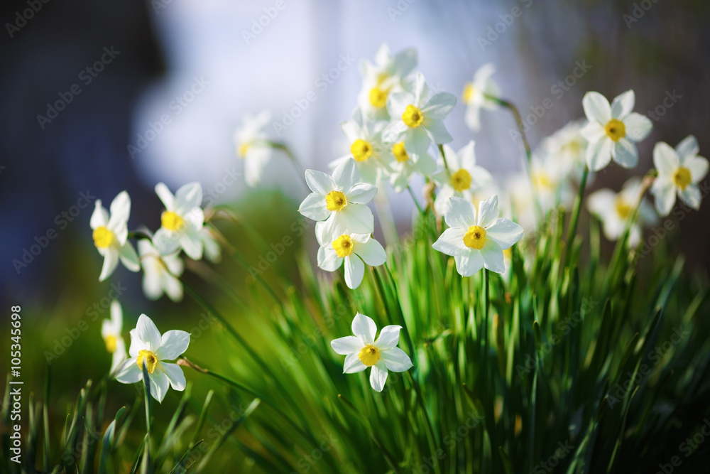 Blooming daffodils. Flowering white narcissus at springtime. Spring flowers. Shallow depth of field. Selective focus. - obrazy, fototapety, plakaty 