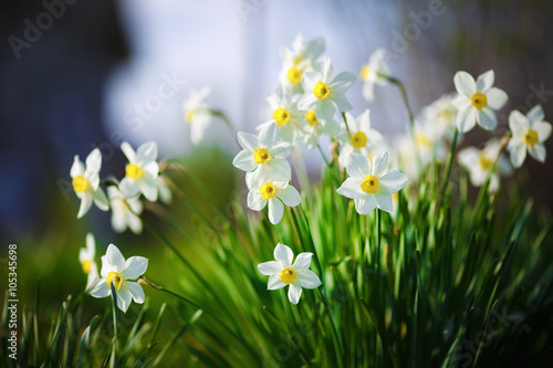 Stampa su tela Blooming daffodils