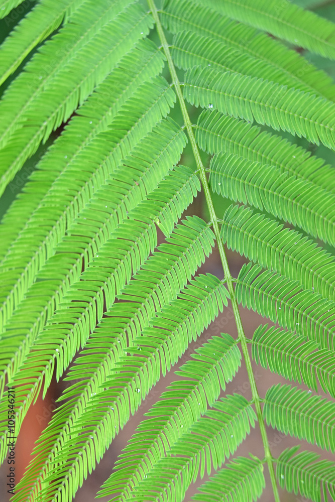 light green leaves of Climbing Wattle tree, Acacia pennata (L.), THAI