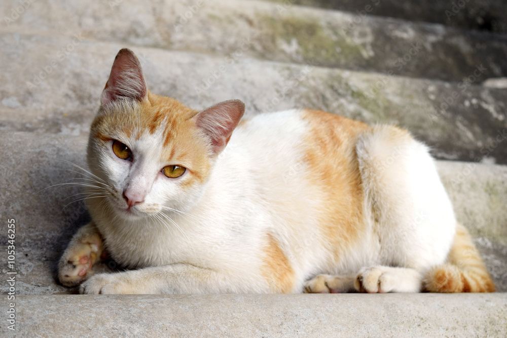 Portrait of Thai cat is Sleeping on the roof tile , Thailand.