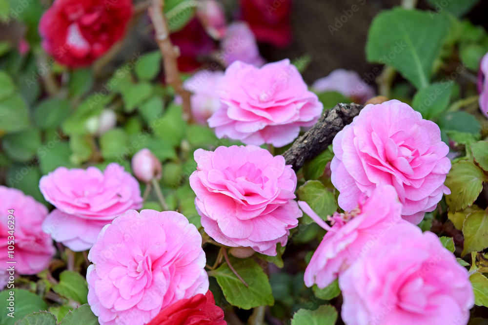 Fototapeta premium Beautiful fresh Solenia Light Pink Begonia Plant Closeup
