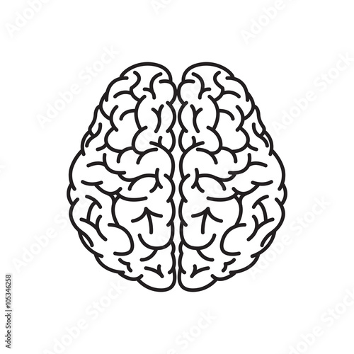 Vector Illustration of Human Brain Outline From Top View
