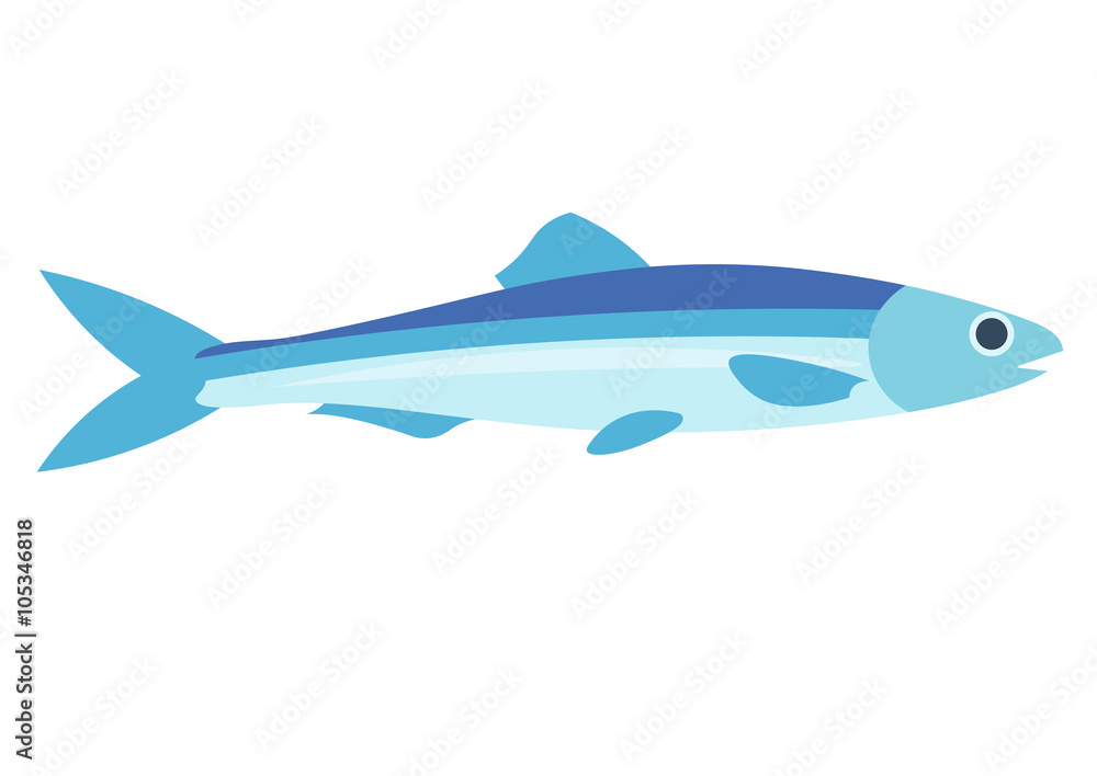Anchovy vector illustration. Anchovy fish on white background. Anchovy