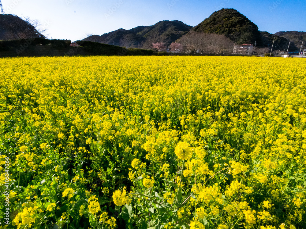 南伊豆の菜の花