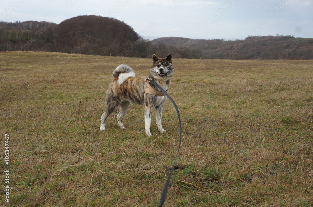 Fototapeta premium Akita Inu steht auf der Wiese