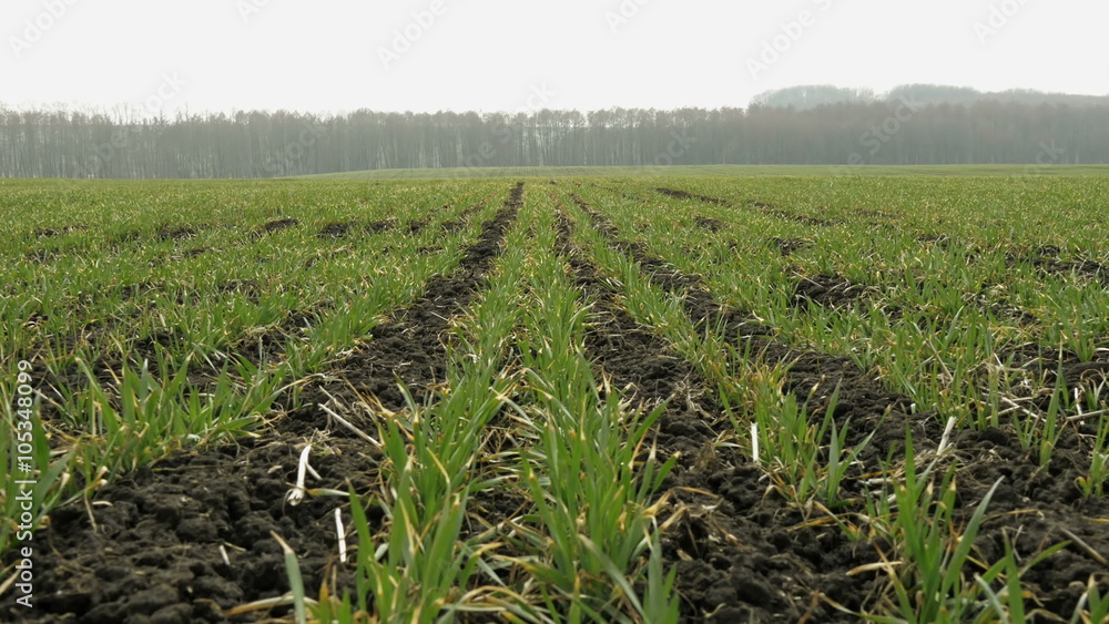New shoots of a winter wheat on a spring field. New shoots of a winter wheat on a spring field.