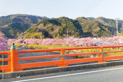 Sakura tree and river in kawazu city