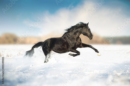 Black horse run in the snow