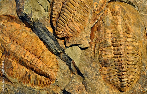 fossils - trilobite