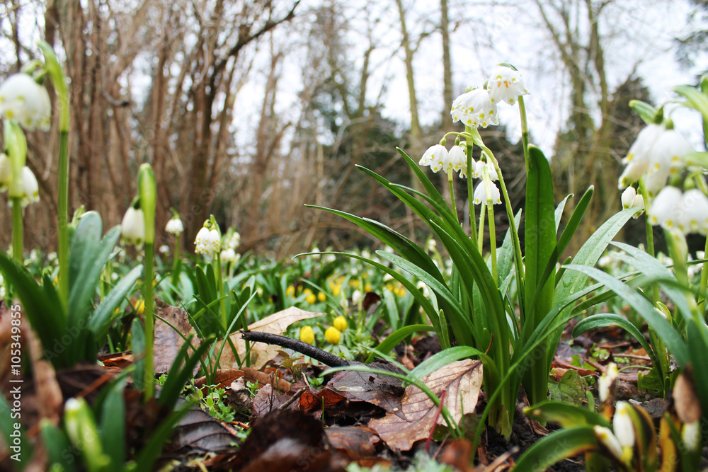 Fototapeta premium spring snowflake flowers in Rogalin in Poland
