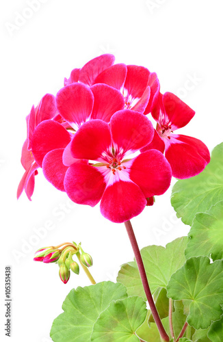 Fototapeta Naklejka Na Ścianę i Meble -  Geranium flowers on a white background.