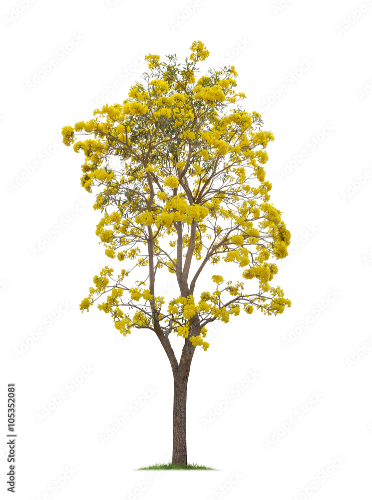 Isolated Silver trumpet tree or Yellow Tabebuia on white background