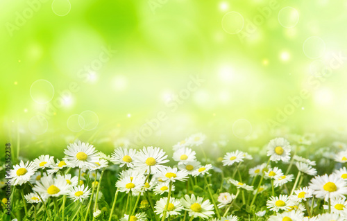 bright natural background with white daisies