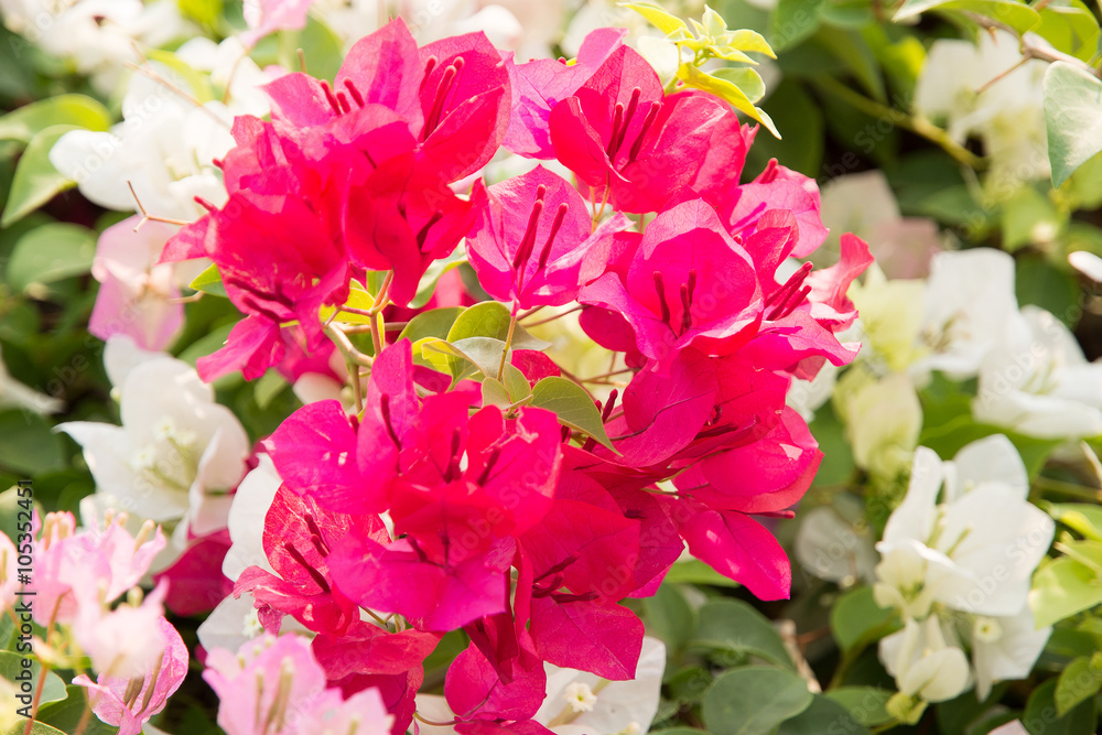 Fototapeta premium Bougainvillea