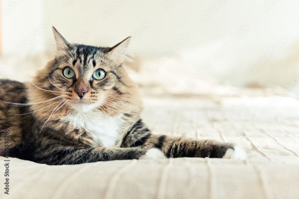 Fototapeta premium Grey cat lying on bed