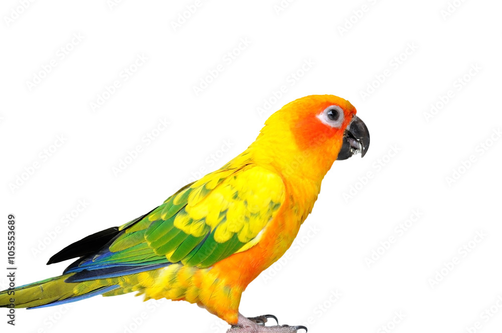 Colorful Cute Red-breasted Parakeet Colorful Cute Red-breasted Parakeet